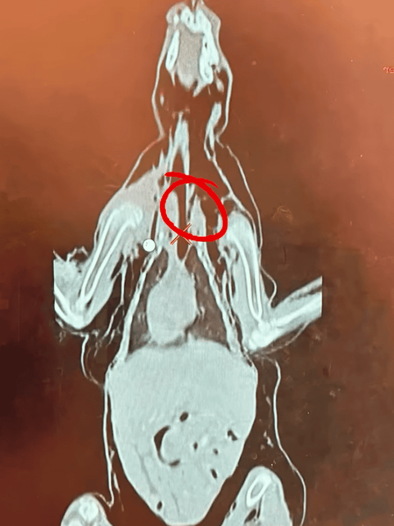 MRI scan of dog's head showing brain structure, highlighted with a red circle.