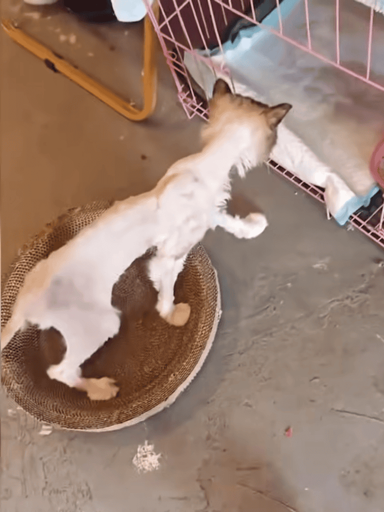 Adorable cat standing on a round woven bed, investigating a pink pet crate with a white blanket inside.