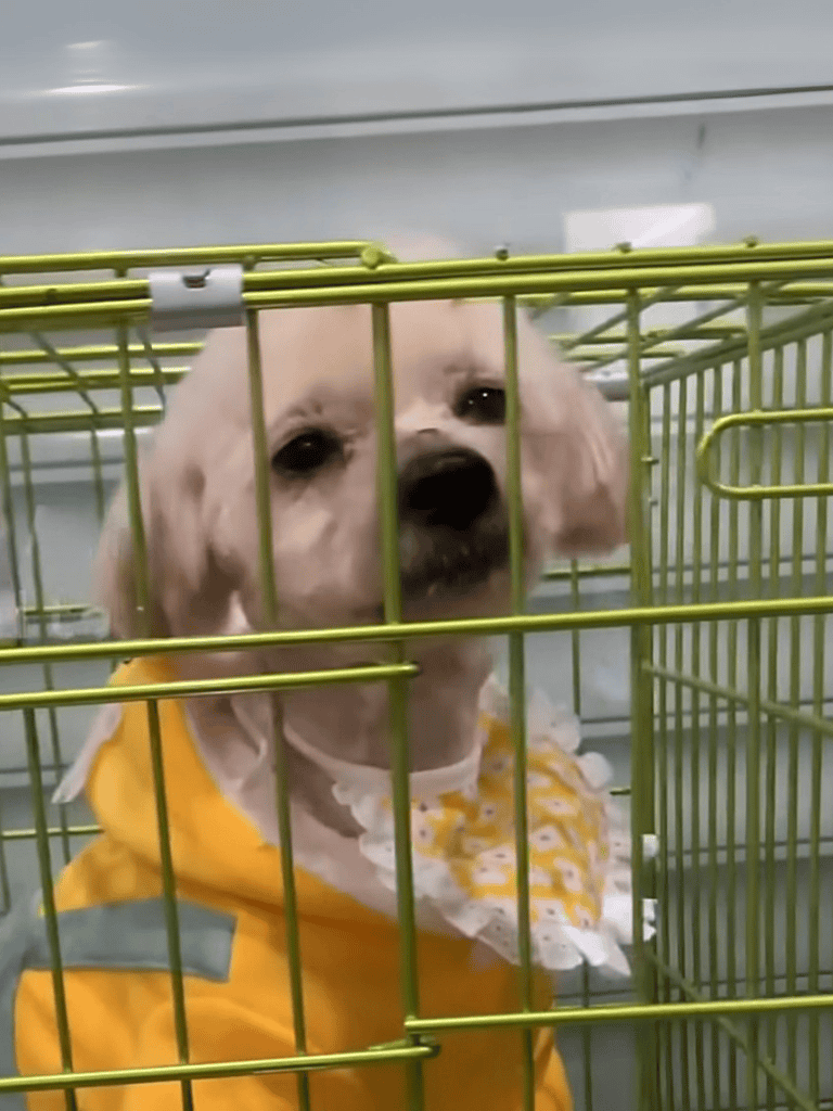 Cuddly puppy in yellow hoodie behind pet cage, ready for adoption.