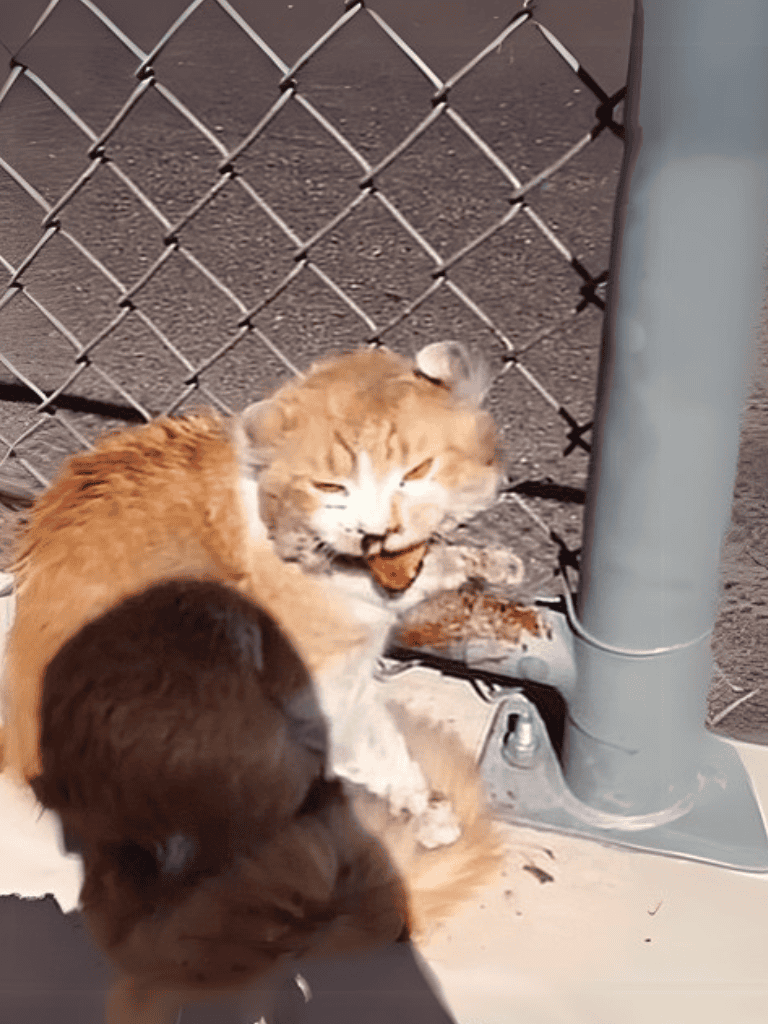 Ferrel cat behind chain-link fence with a mouthful of food, outdoor setting.