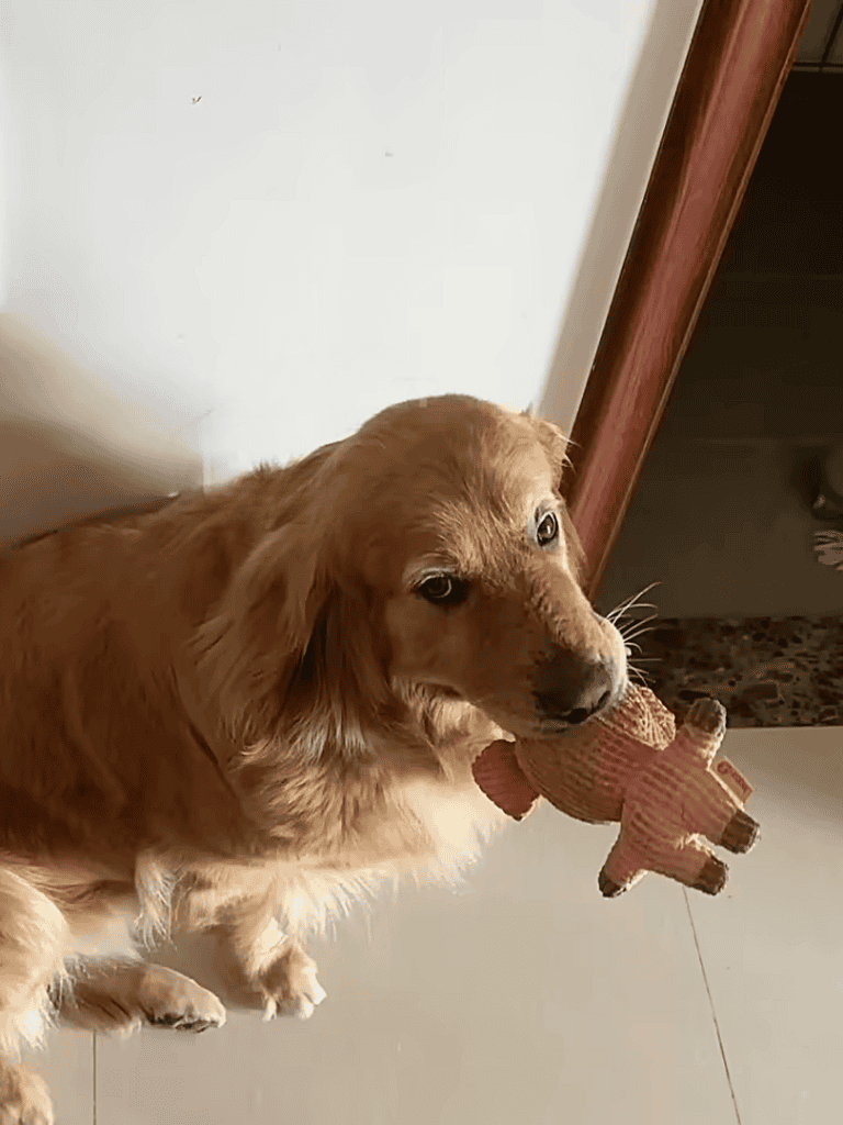 Golden retriever dog holding a plush teddy bear toy in its mouth.