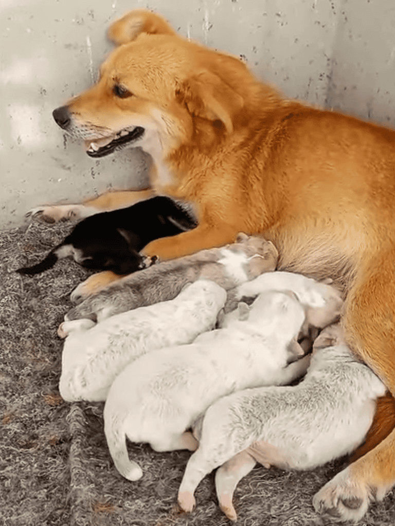 Adorable mother dog nursing newborn puppies on a cozy floor.
