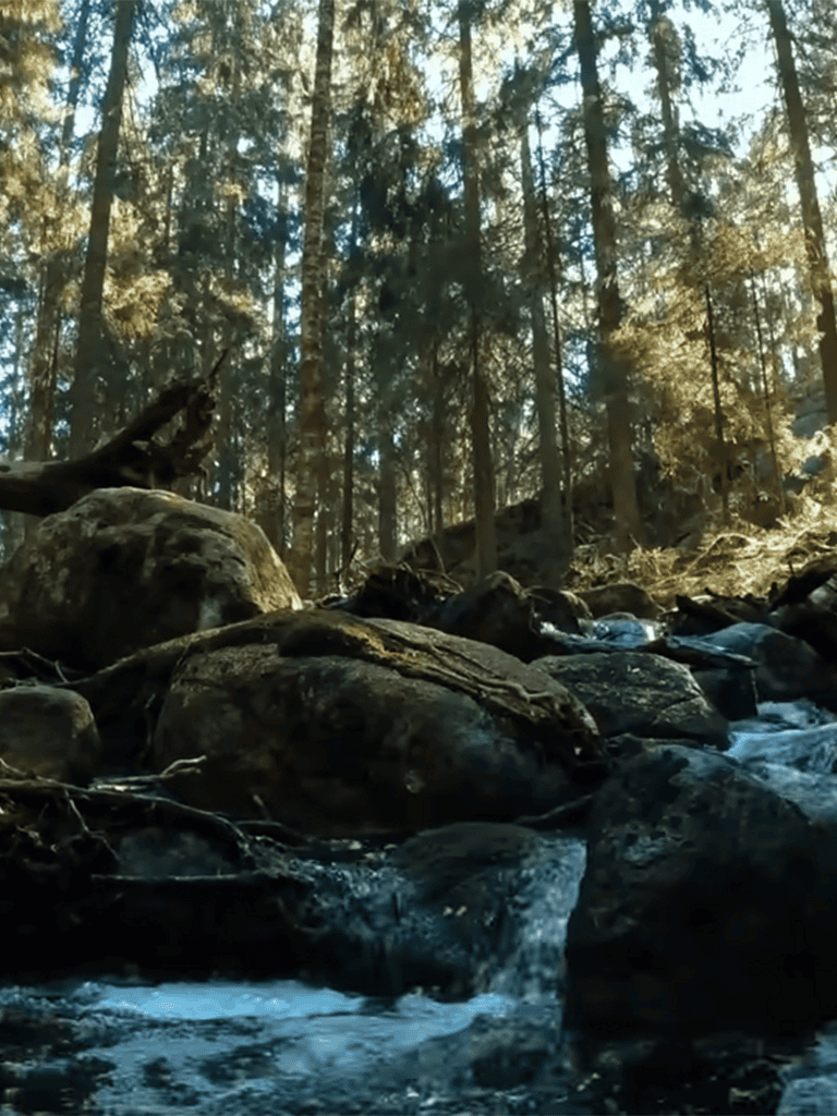 Tranquil forest stream surrounded by rocks and tall trees, perfect for nature and dog walks.