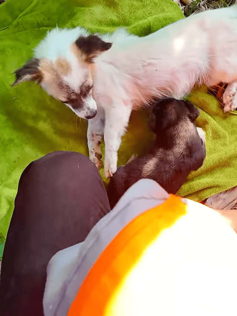 Adorable puppies nursing and cuddling on a green blanket, showcasing early puppy care and bonding.