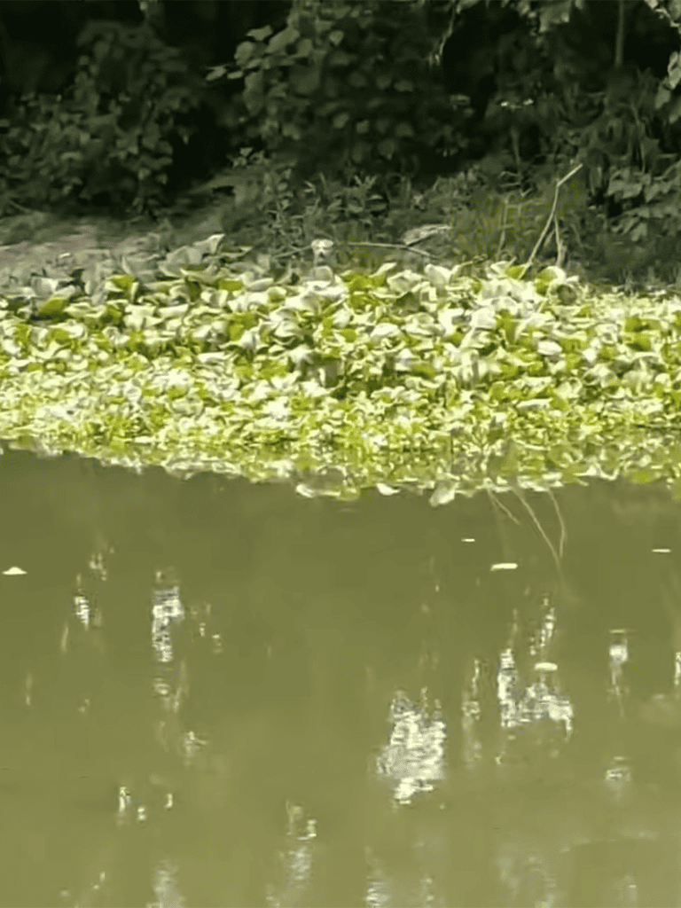 Close-up of water lilies floating on pond surface in natural setting.