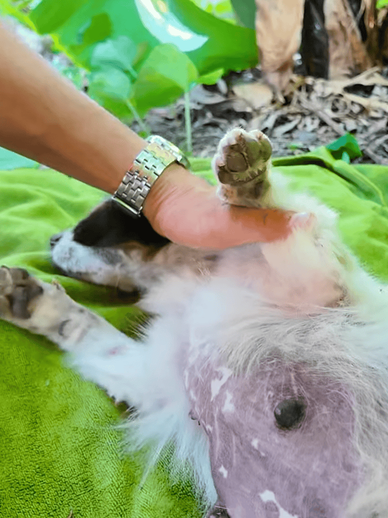 Adorable puppy lying on a vibrant green blanket outdoors during playtime.