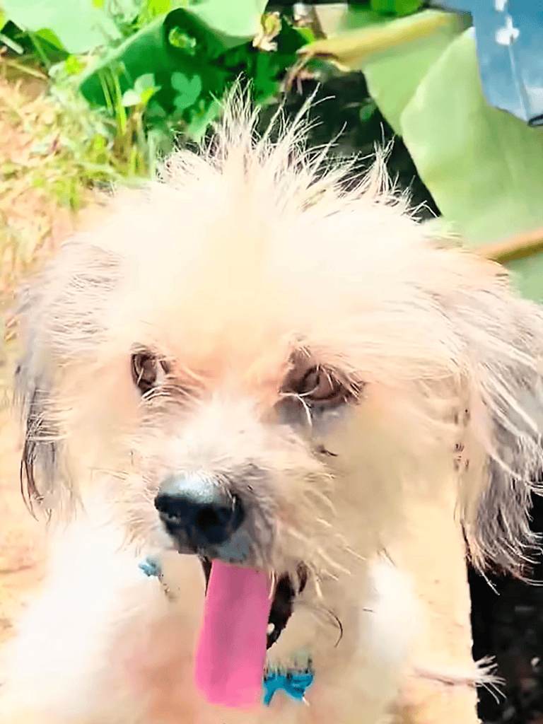 Adventure play with dog in nature.