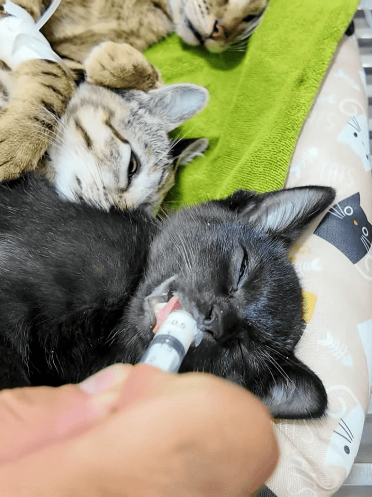 Close-up of a young black cat receiving a vaccination shot from a veterinarian.
