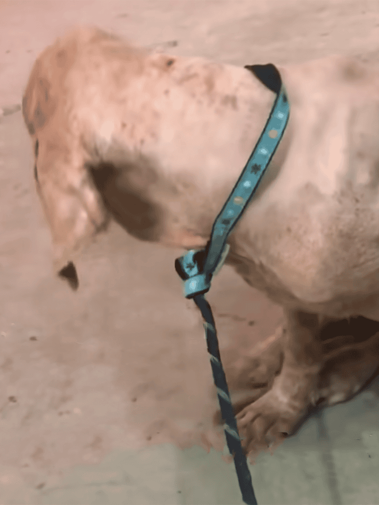 Adorable dog wearing a blue polka dot collar, sitting on sandy ground.