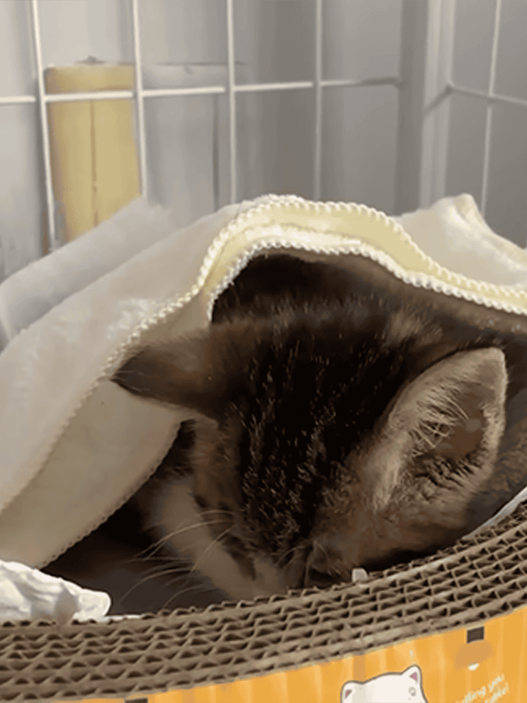 Cat wrapped in blanket resting peacefully in cozy bed.