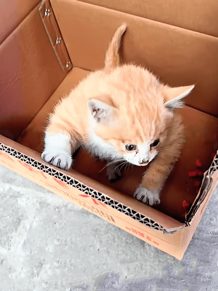 Adorable orange and white kitten inside a cardboard box with scratching posts, showcasing playful pet care.