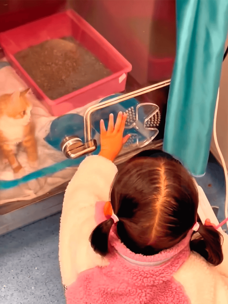 Interactive pet training session with a kitten and young girl at a pet care facility.