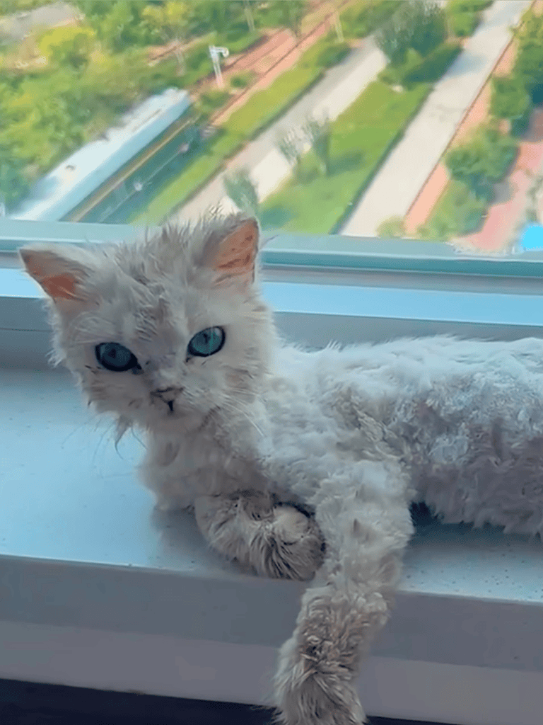Adorable white cat relaxing on a window sill overlooking a green park view.