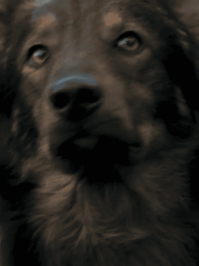 Close-up of a fluffy dog’s face with expressive eyes, showcasing a gentle and loyal companion.