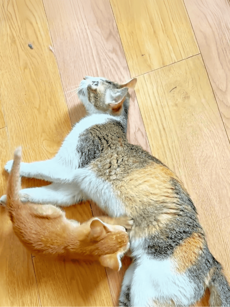 Adorable kitten family playing on hardwood floor, exploring and cuddling together, perfect for pet care and cat lover content.