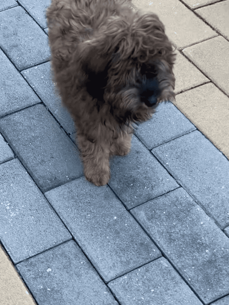 Cute brown puppy exploring outdoors on paved walkway.