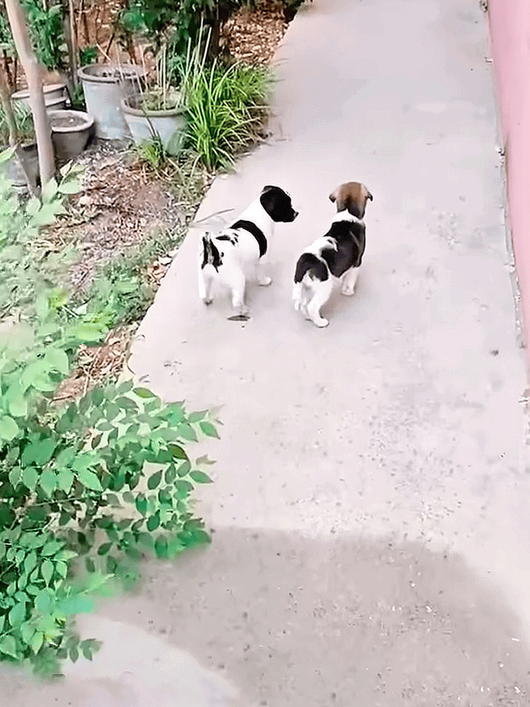 Adorable puppies walking outdoors on a concrete pathway in a garden setting.