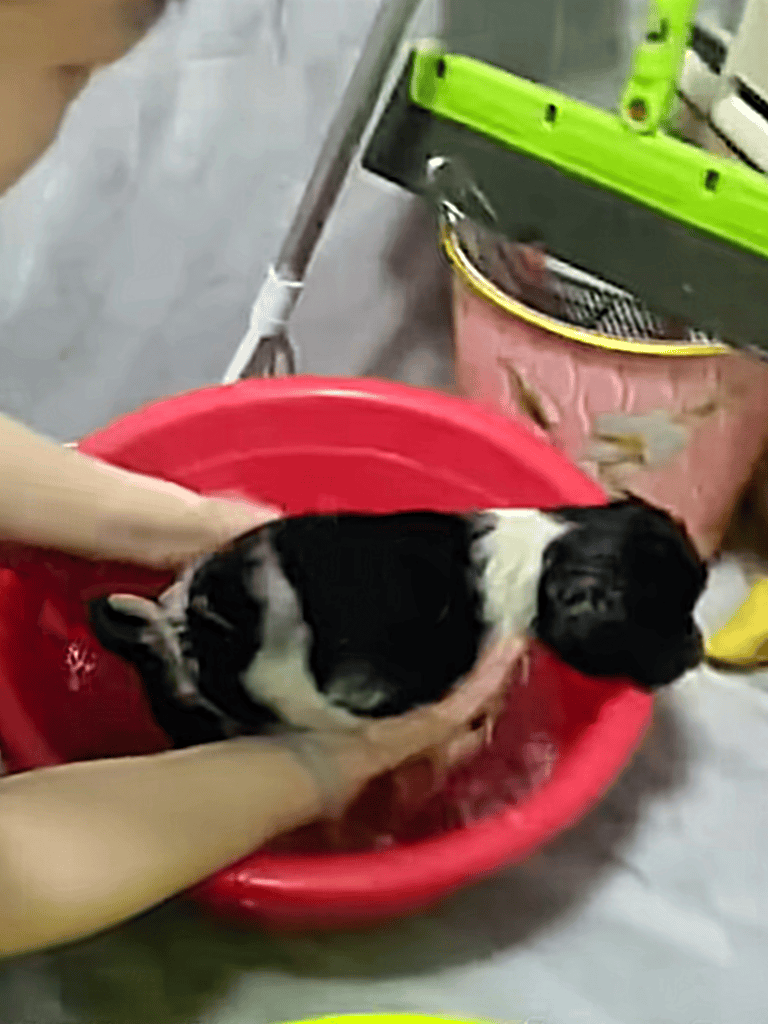Adorable black and white puppy in a red basin.