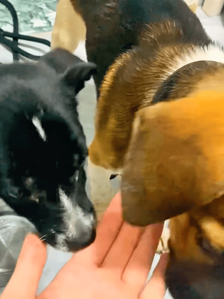 Cute puppies meet and socialize.