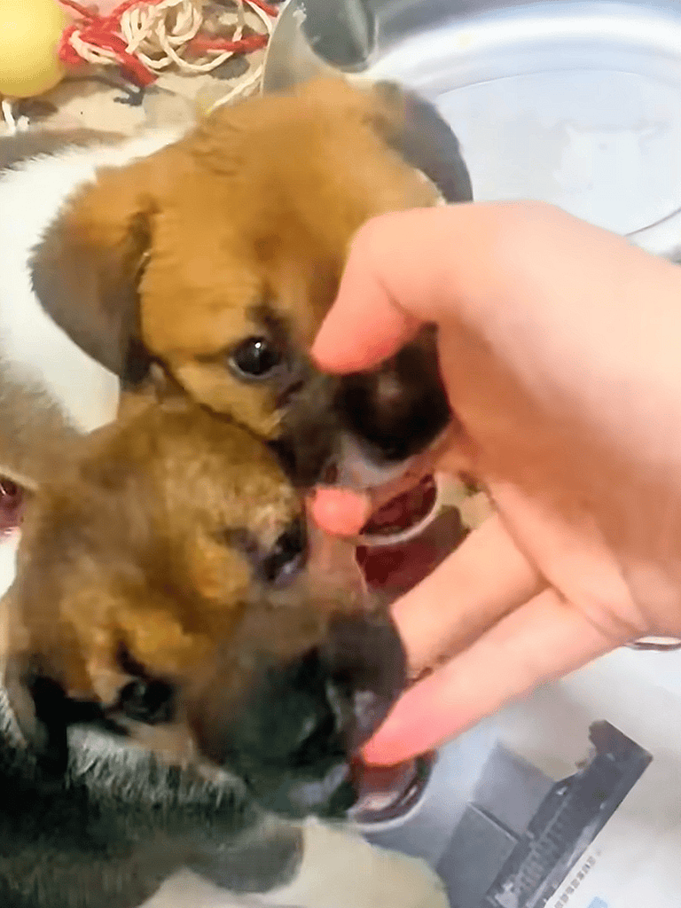 Adorable puppies playing with a person's hand, showcasing cuteness and interaction.