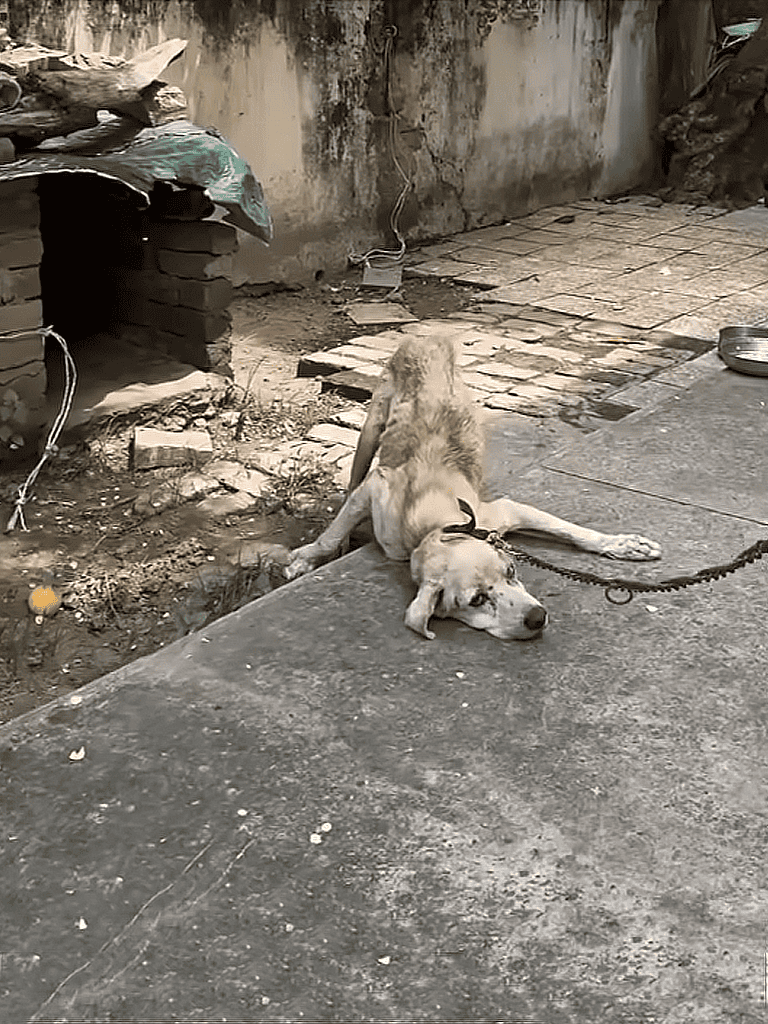 Dog lying on concrete ground with leash in an outdoor setting.