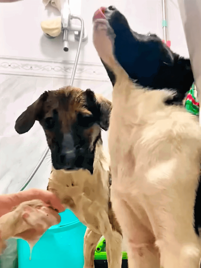 Dog grooming and bathing services for clean, healthy pets.