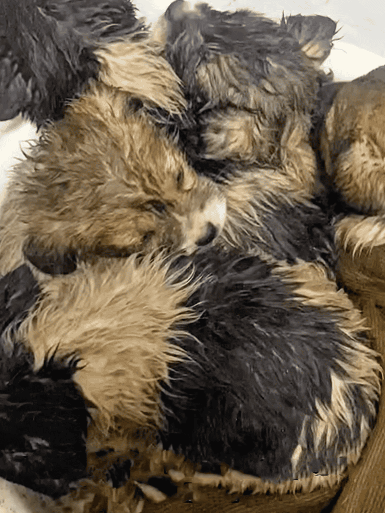Miniature wet puppies sleeping together, cuddling in a cozy blanket, showcasing their fluffy, damp fur.