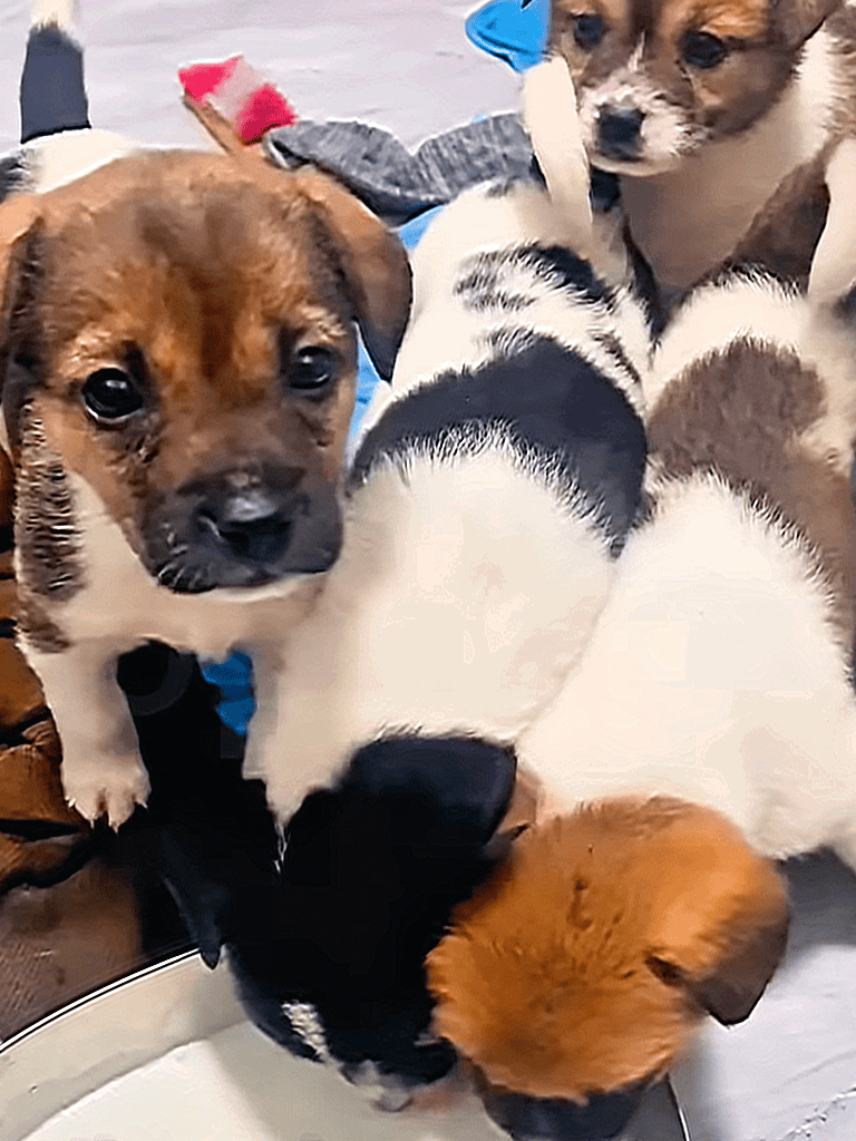 Adorable mixed-breed puppies playing and cuddling together. Perfect for pet lovers and dog adoption enthusiasts.
