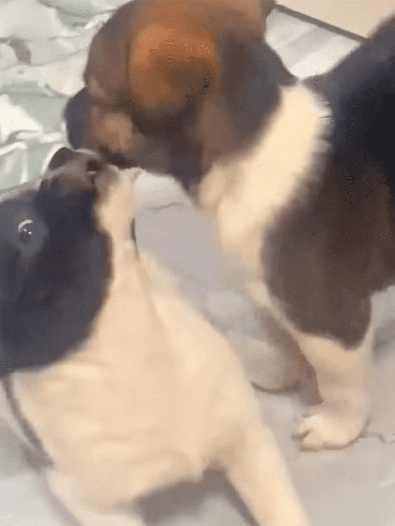 Adorable puppies interacting, showing playful behavior and affection. Perfect for dog lovers and pet care enthusiasts.