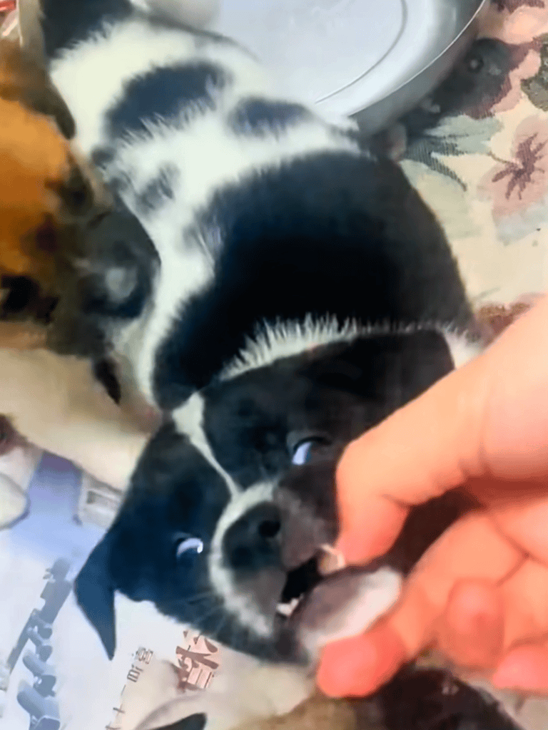 Cute black and white puppy chewing finger, adorable pet playtime, dog playful interaction.
