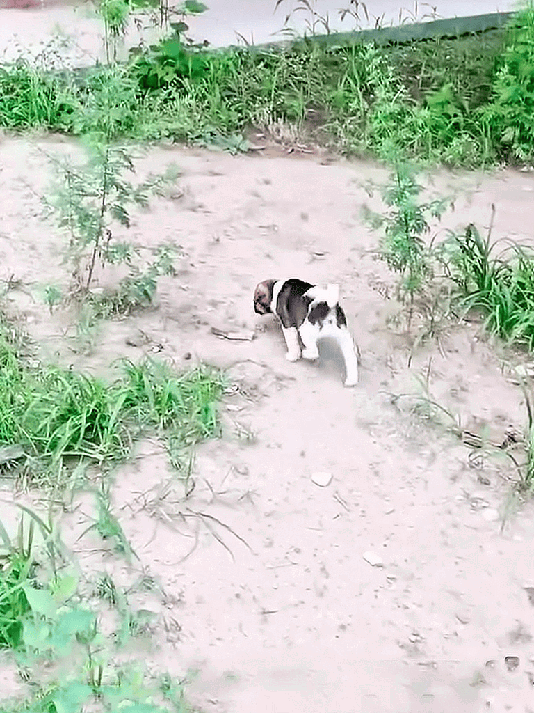 Adorable puppy exploring a natural outdoor environment with greenery and dirt.