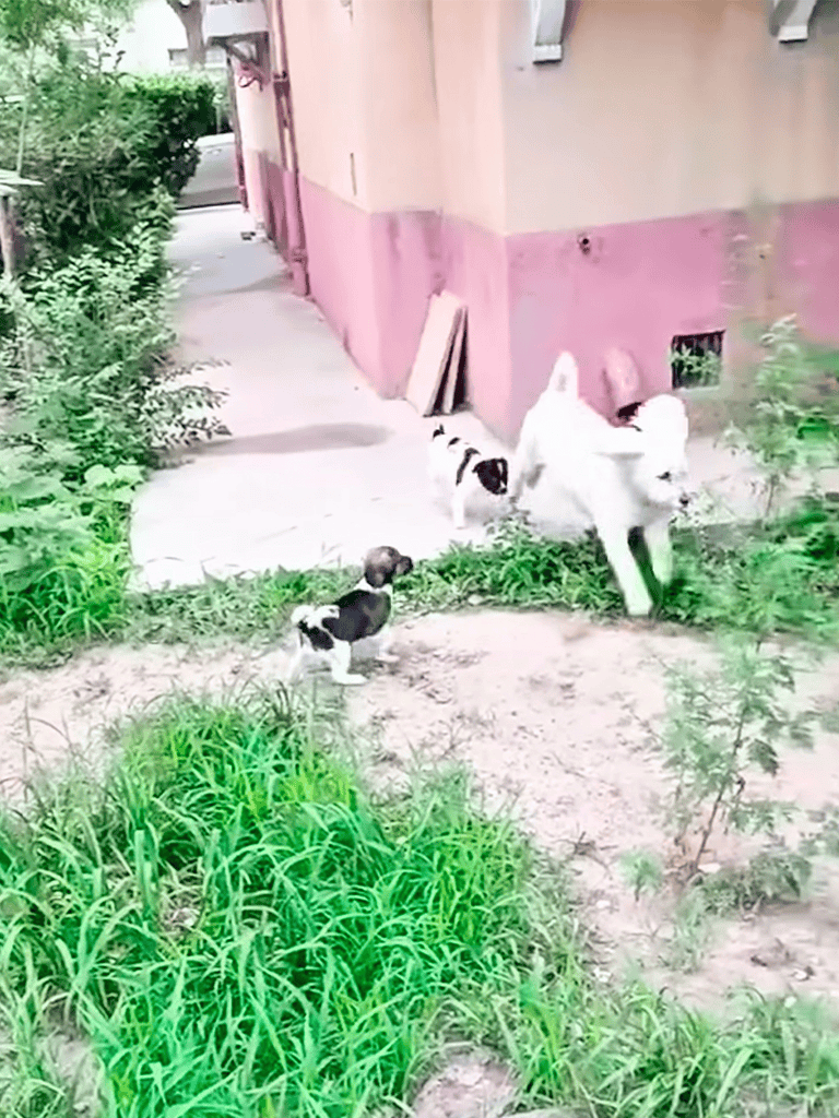 Adorable dog and puppies exploring outside near a pink house wall.