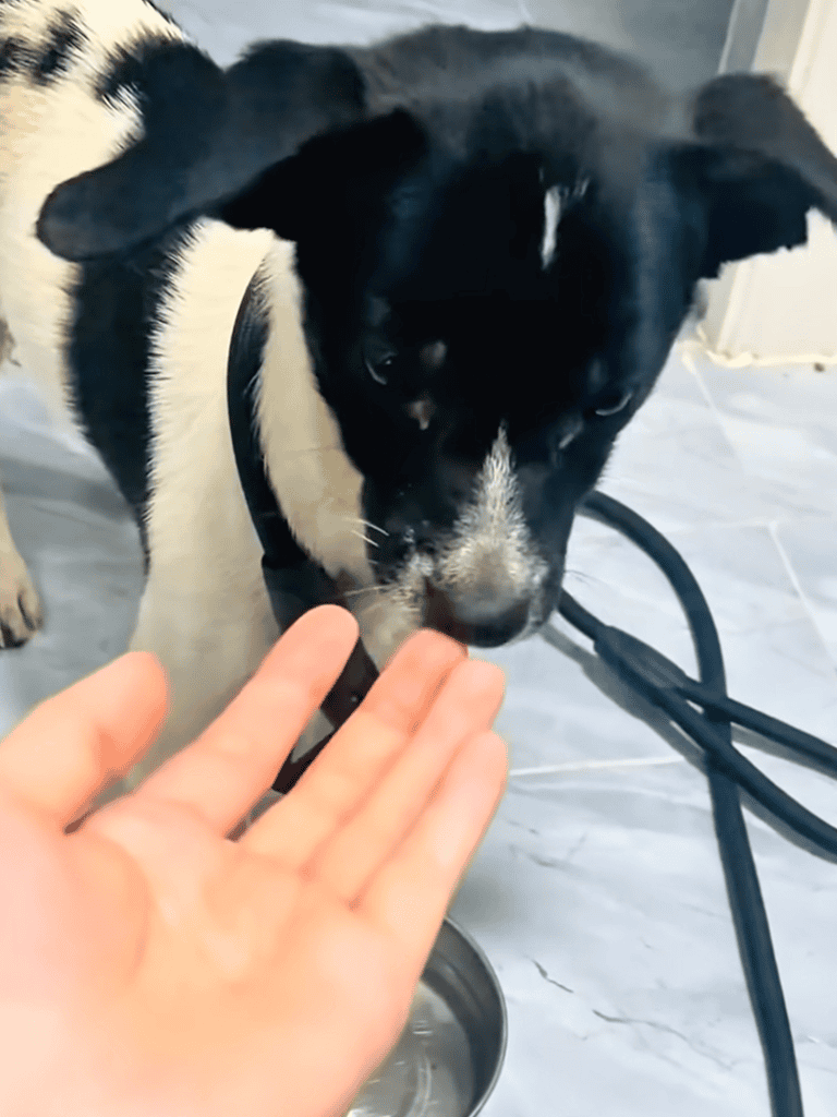 Adorable black and white dog sniffs and interacts gently with a human hand indoors.