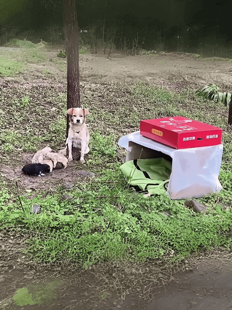Dog rescue scene with puppies and adult dog in natural outdoor setting near discarded box.