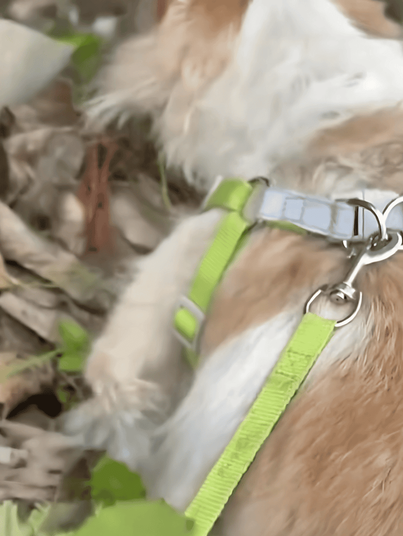 Close-up of a dog with a harness, highlighting pet care and comfort.