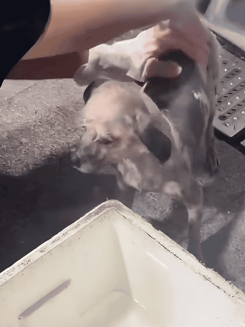 Alt text: Puppy drinking water from a bowl outside, playful and adorable pet.