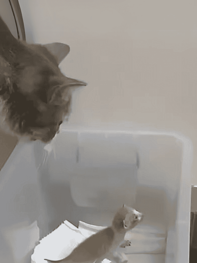 Pet cleaning and hygiene tips for cats and dogs.