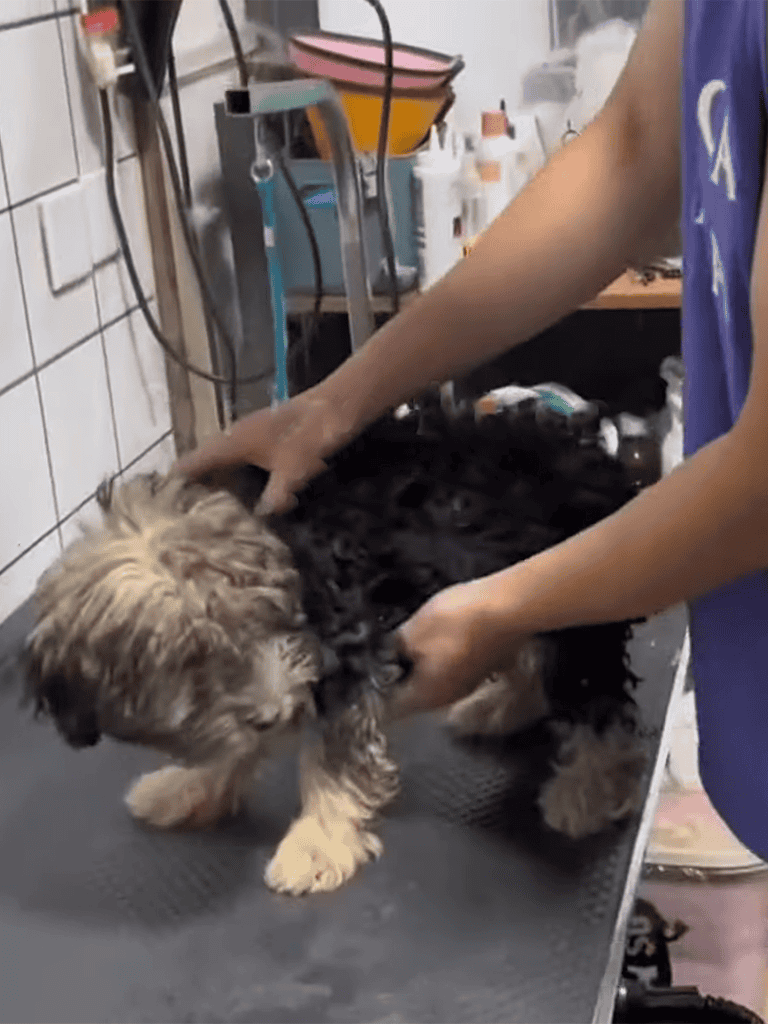 Dog being bathed at grooming station with professional care.