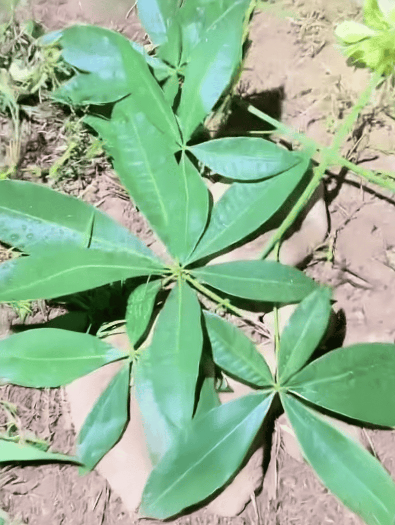 Lush green dogwood leaves growing in garden soil for natural outdoor environment.