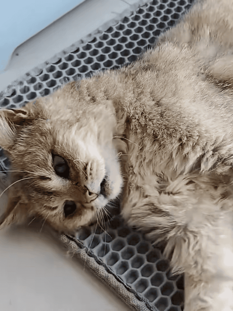 Cooling pet mat provides comfort and helps regulate temperature for cats.