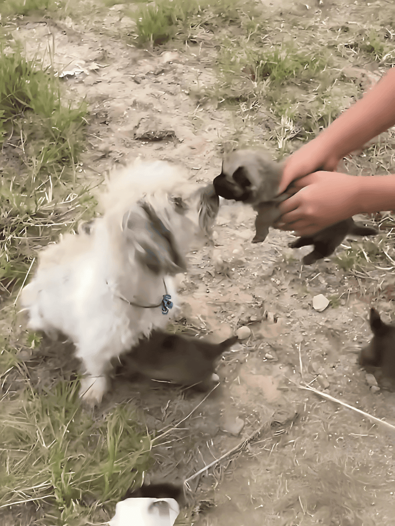 Adorable puppy and tiny kitten meeting outdoors in dirt and grass.