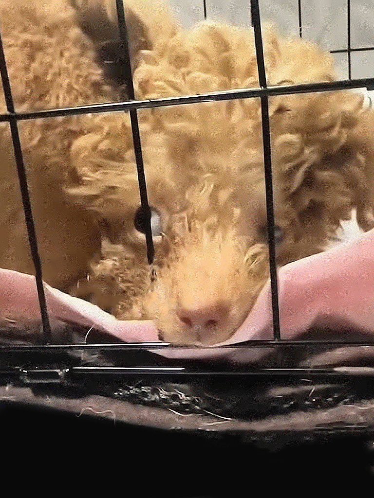 Adorable puppy behind a metal cage, resting on a soft pink blanket.
