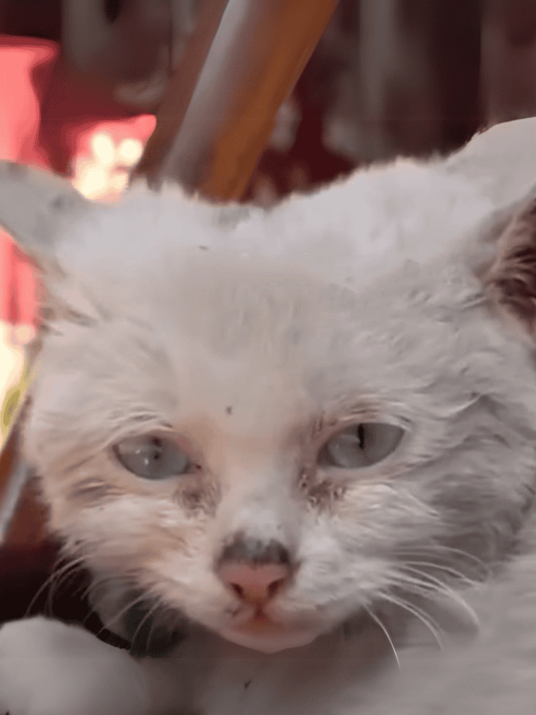 Adorable white kitten with gray markings lying down, showcasing calm and relaxation.
