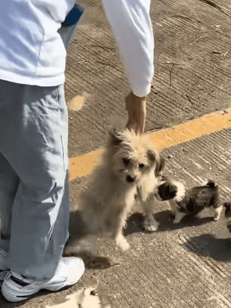 Adorable puppy being trained outdoors by a handler on a sunny day.