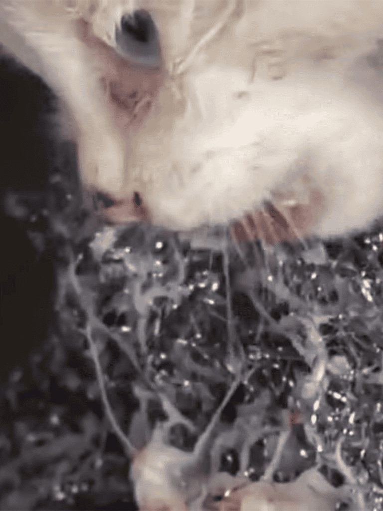 Puppy lying in leaves, showing a cozy moment outdoors.