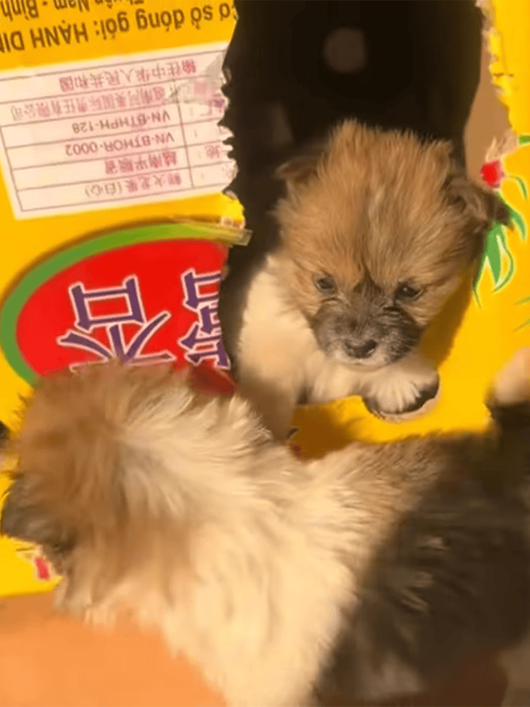 Adorable puppies exploring a snack bag, showcasing cute puppies in a playful moment.