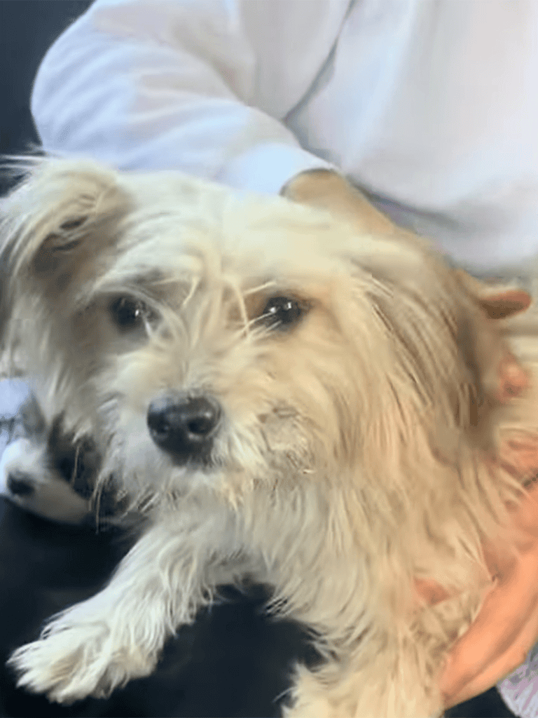 Adorable puppy receiving health support from caring professionals.