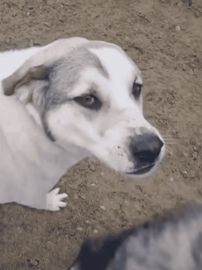 Husky dog lying on dirt with blue eyes and thick fur, outdoors.
