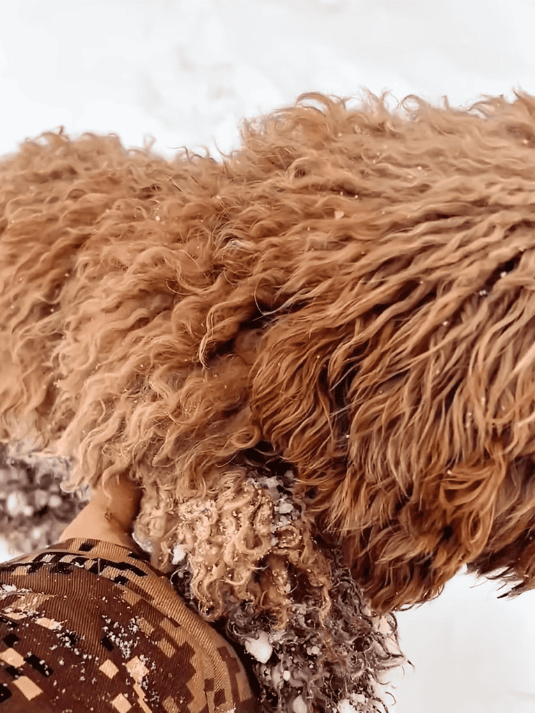 Close-up of curly-haired dog with snow on fur.