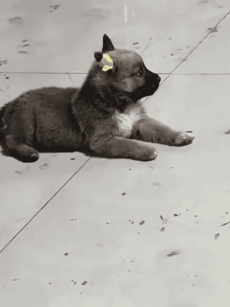 Adorable puppy lying on tiled floor, looking alert with a yellow ear tag, perfect for dog lovers.